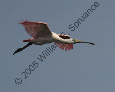Roseate-Spoonbill-9013