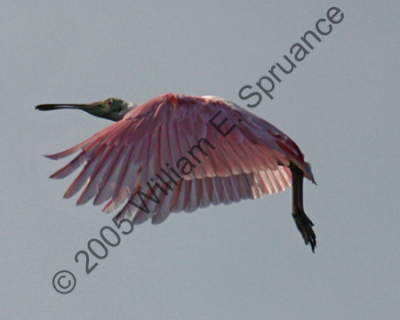 Roseate-Spoonbill-9045