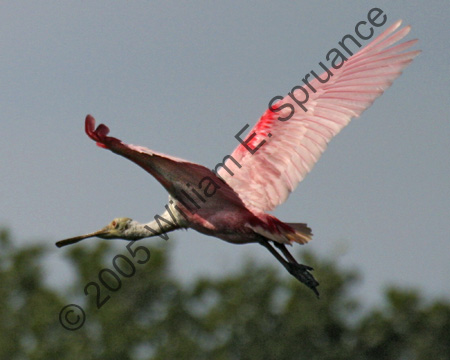 Roseate-Spoonbill-9072