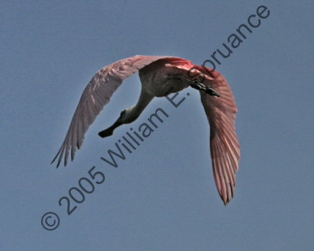 Roseate-Spoonbill-9154
