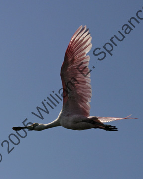 Roseate-Spoonbill-9183