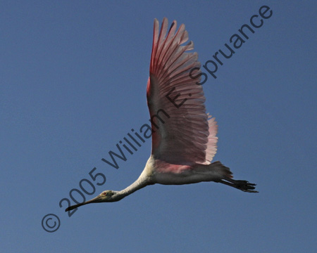 Roseate-Spoonbill-9227