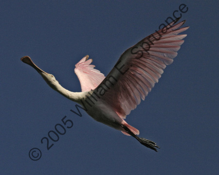 Roseate-Spoonbill-9251