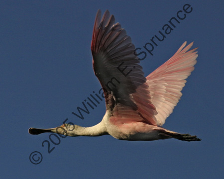 Roseate-Spoonbill-9287
