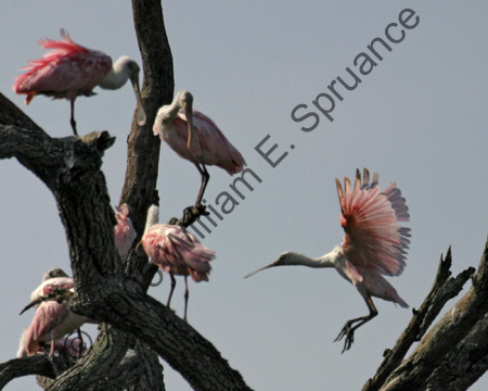 Roseate-Spoonbills-9060