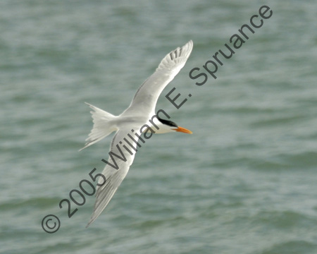 Royal-Tern-8672
