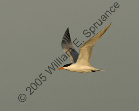 Royal-Tern-8829