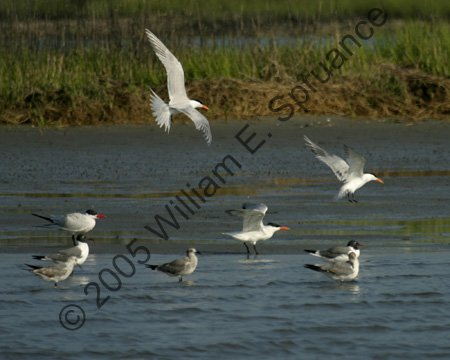 Royal-Terns-8640