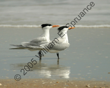 Royal-Terns-8678