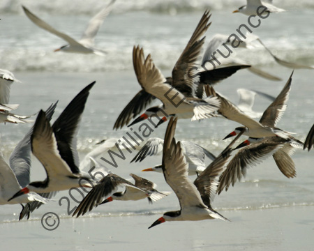 Skimmers-8695