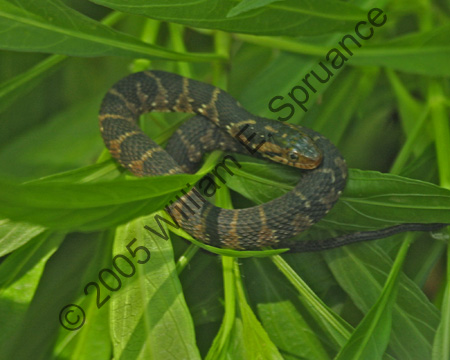 Snake-8720
