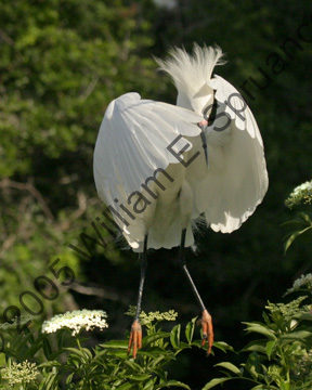 Snowy-Egret-9029