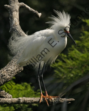 Snowy-Egret-9144