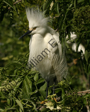 Snowy-Egret-9188