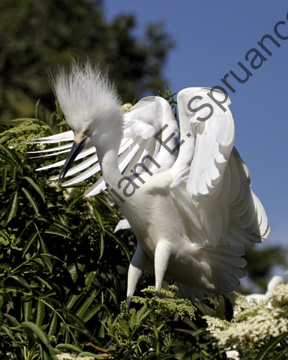 Snowy-Egret-9190