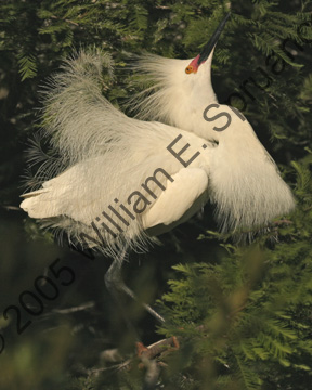 Snowy-Egret-9277