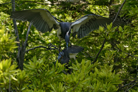 Tricolored-Herons-9111