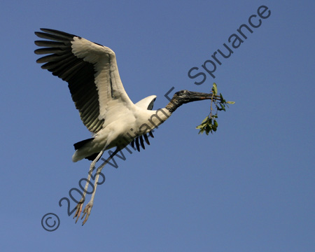 Wood-Stork-8972