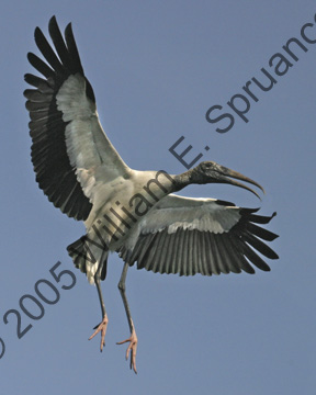 Wood-Stork-9095