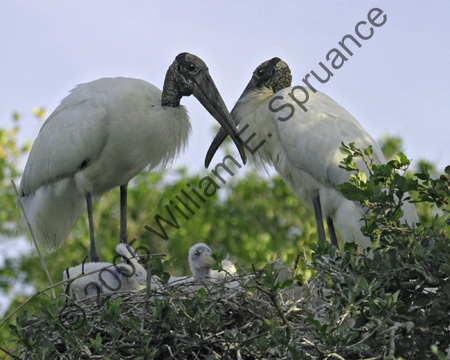 Wood-Storks-8929