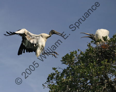 Wood-Storks-8984