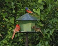 Cardinals-Painted-Bunting-9355