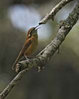 Carolina-Wren-8780