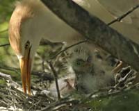 Cattle-Egret-Chick-9203