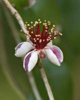 Flower-8784