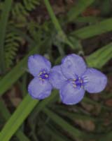 Flower-P5150032