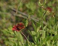 Flowers-8650