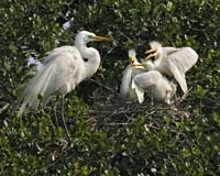 Great-Egret-9050