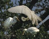 Great-Egret-9099