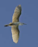 Great-Egret-9297