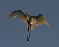 Great-Egret-9313