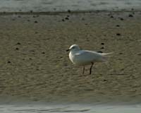 Iceland-Gull-8618