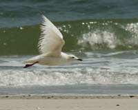 Iceland-Gull-8699