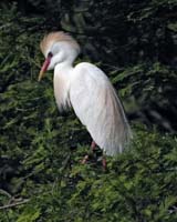 Little-Egret-9217