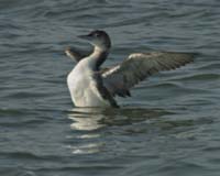 Loon-8606