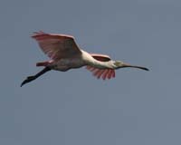 Roseate-Spoonbill-9013