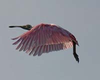 Roseate-Spoonbill-9045