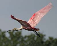 Roseate-Spoonbill-9072