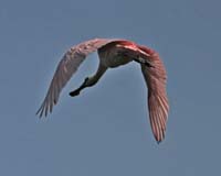 Roseate-Spoonbill-9154