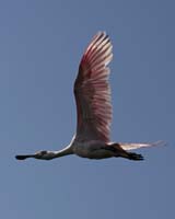 Roseate-Spoonbill-9183