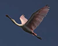 Roseate-Spoonbill-9251