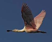 Roseate-Spoonbill-9287