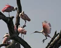 Roseate-Spoonbills-9060