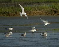 Royal-Terns-8640