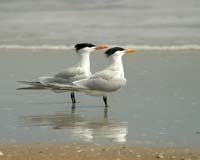 Royal-Terns-8678