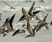 Skimmers-8695